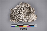 藏品(珊瑚化石)的圖片